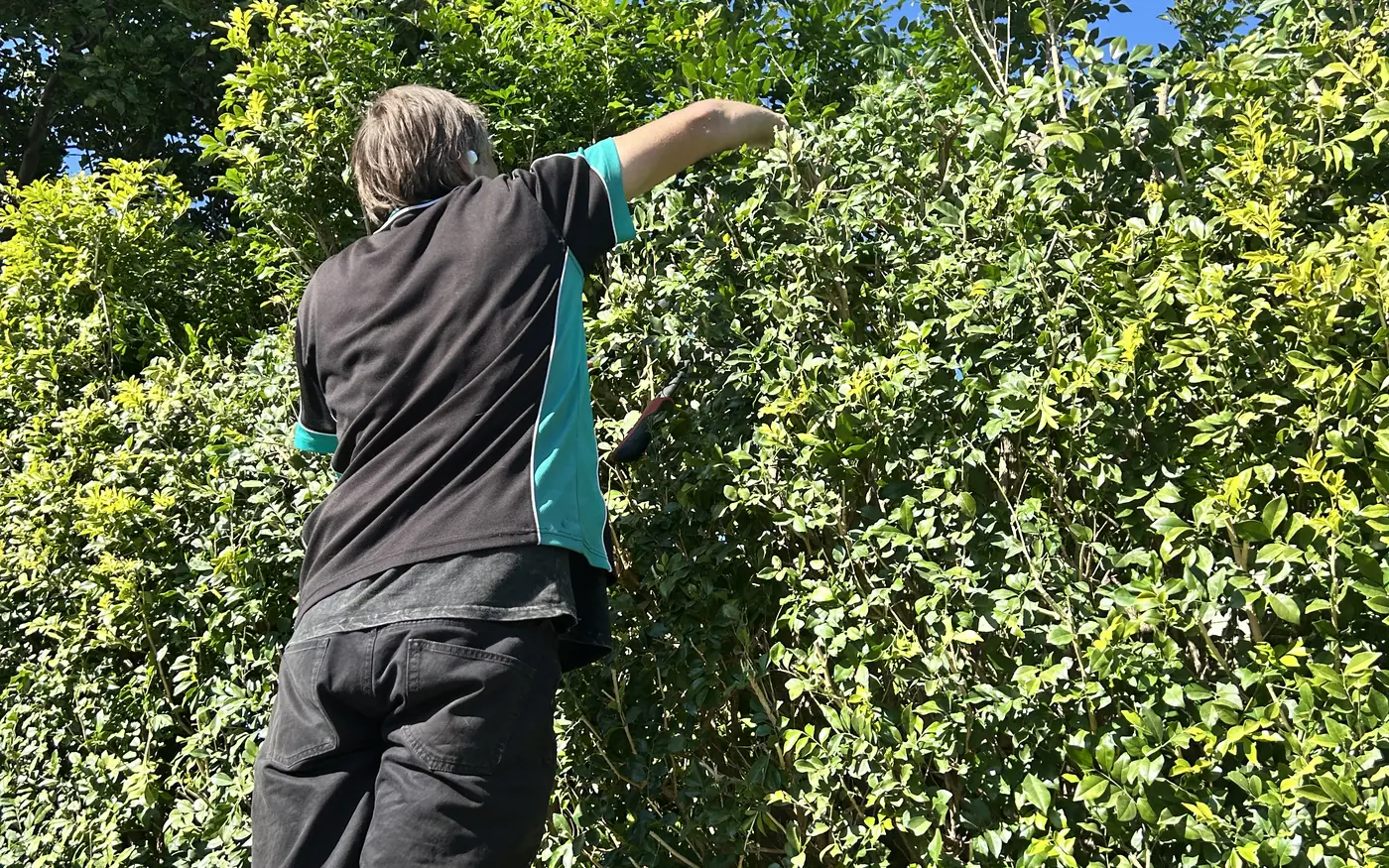 Universal Facilities Management groundskeeper trimming a hedge from a ladder